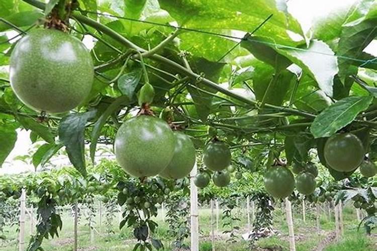 百香果的叶子长白斑怎么办