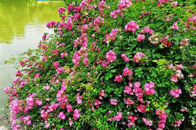 蔷薇花怎么施肥