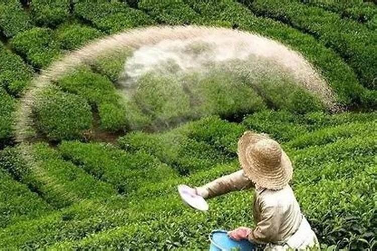 铁线莲用什么肥料好怎么施？