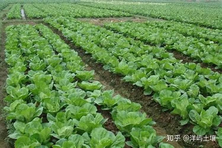 大白菜三四片叶时可以喷施磷酸二氢钾吗？