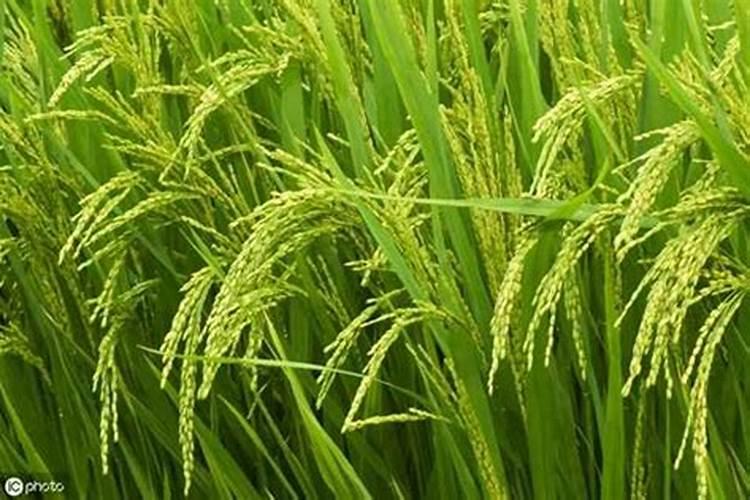 水稻用磷酸二氢钾的用量和时间、水稻穗出齐可以喷施吗？效果怎么样？