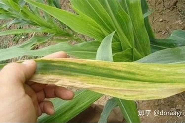 老师玉米缺锌的原因是什么？