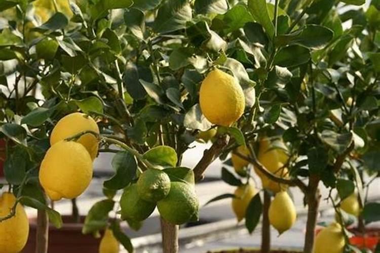 我家柠檬树为什么不开花,也不结果