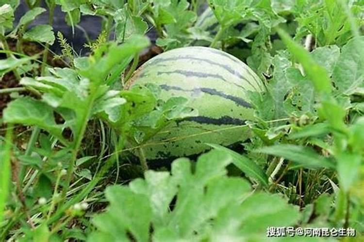西瓜什么时候施硼肥