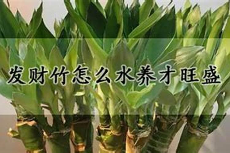 招财竹怎么养才能更旺盛