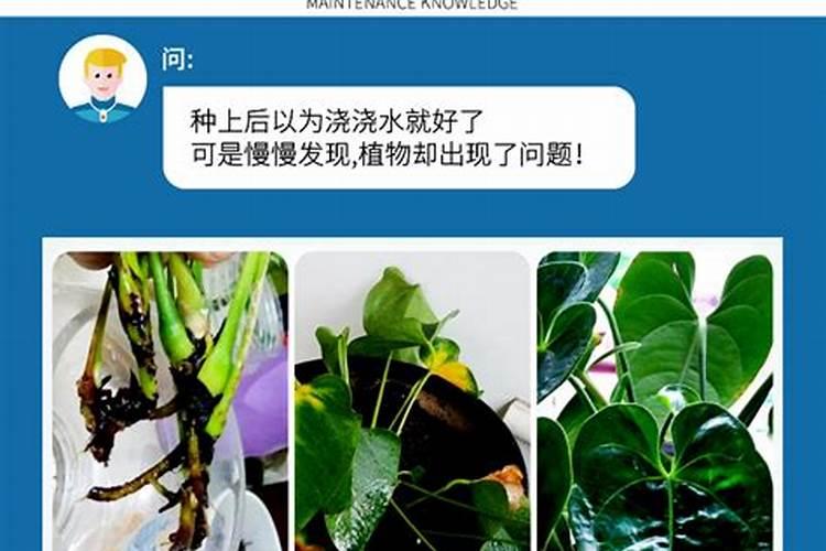 如何给月季花施肥