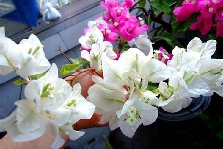 荔枝幼果期能施高钾复合肥吗？