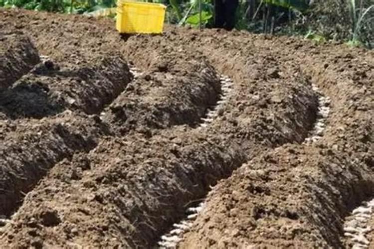 什么是免深耕化肥