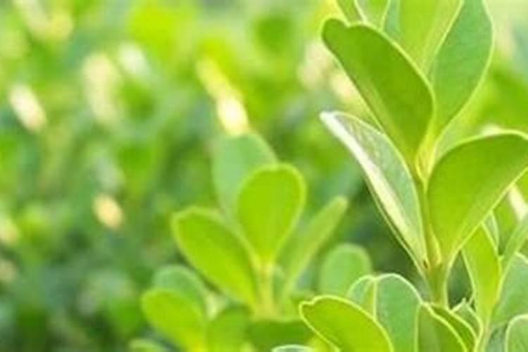 铵态氮适合什么植物吸收