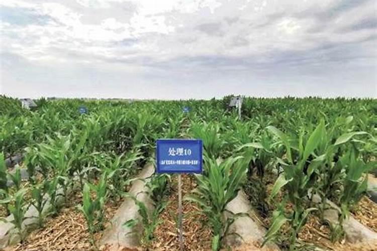 硼肥是什么肥料