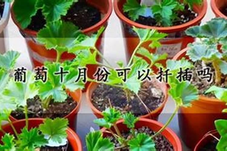 怎么使用草木灰养花 使用草木灰养花的方法