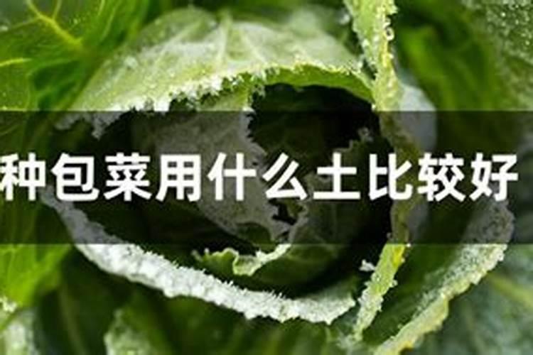 噻苯隆膨果最大用量