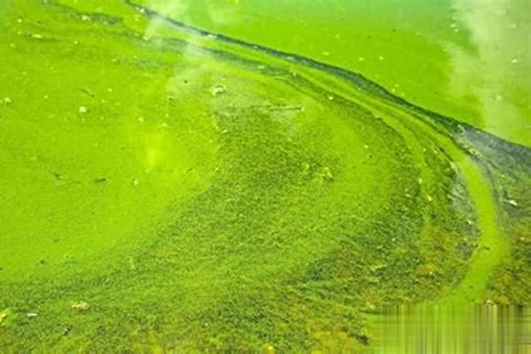 焦磷酸钾农业用途亩用量