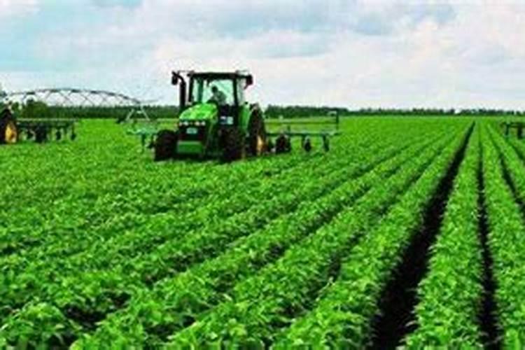 柑橘怎么增甜上色 提高柑橘品质方法有哪些