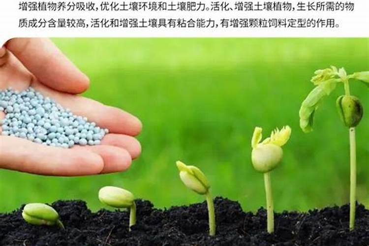 怎样制作大豆发酵水浇花呢？