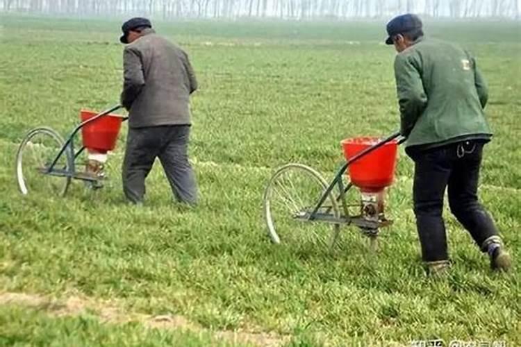 草坪可以施肥尿素吗