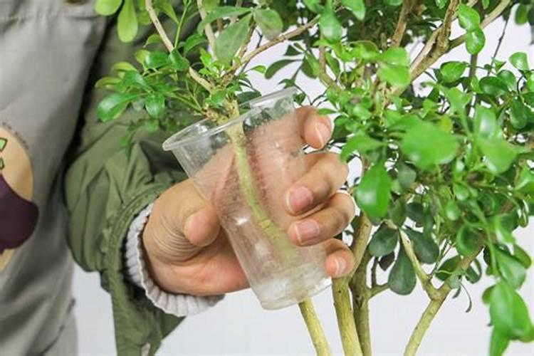 玉米结果期施什么肥,出现肥害怎么办