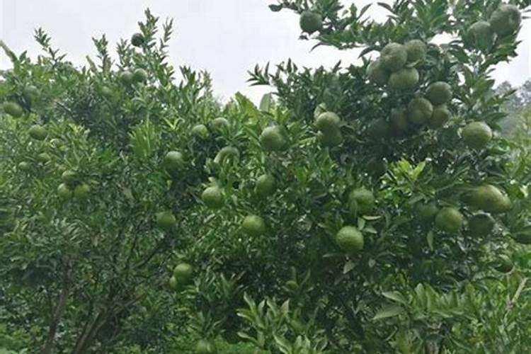 柚子开花期的管理方法