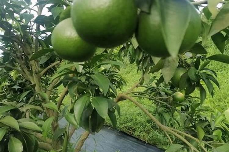 肥料增效剂的定义、分类及作用