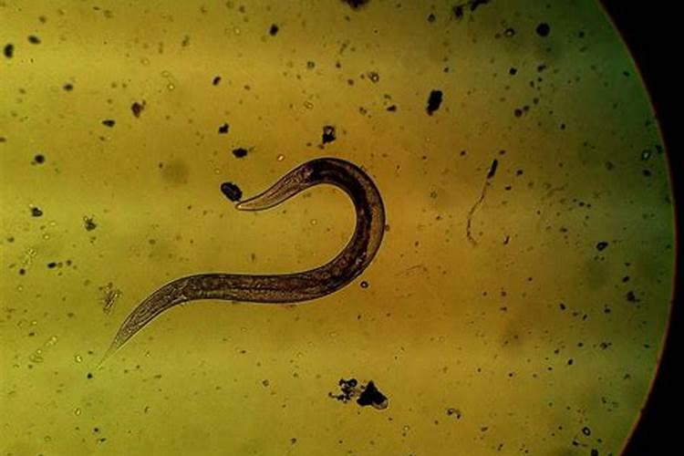 怎么让草莓苗又粗又壮 草莓苗又粗又壮的养殖方法