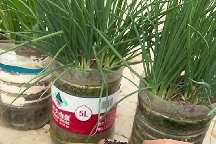 磷肥能改善土壤板结吗