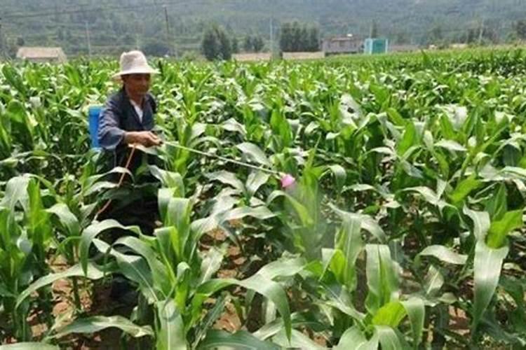 板栗施硼肥,板栗施硼肥有什么技巧？