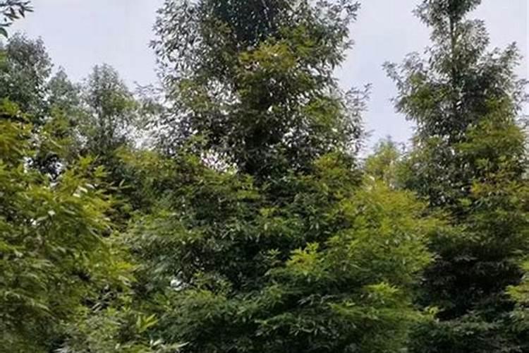 果树施硼肥怎么操作？果树施硼肥有什么用？