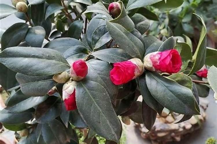 茶花施什么肥最好