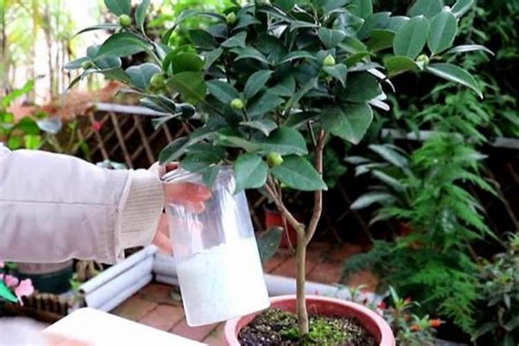 如何给盆栽茶花施肥(茶花怎么浇肥)