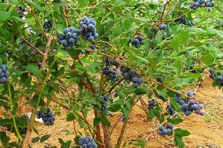 请问蓝莓用什么肥料最好