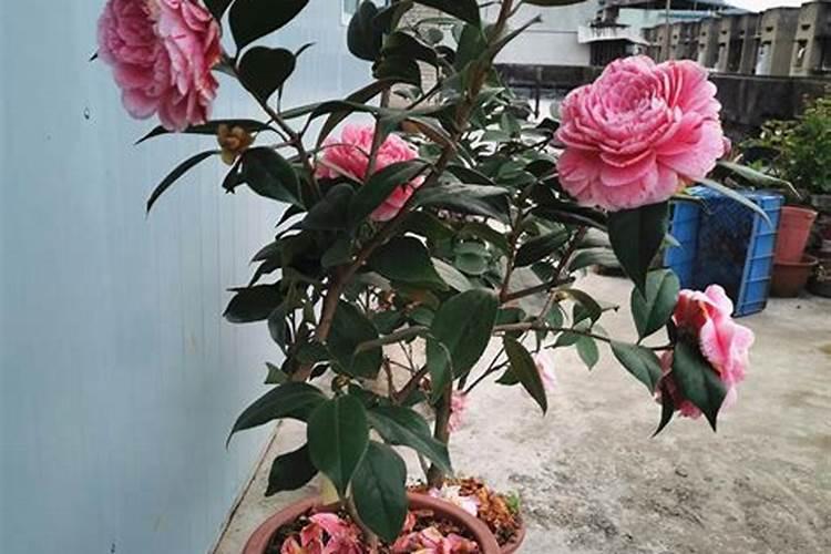 茶花发芽了怎么养好 茶花生长新芽时如何养护