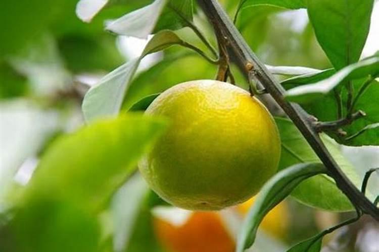 佛手瓜最好的肥料是什么？