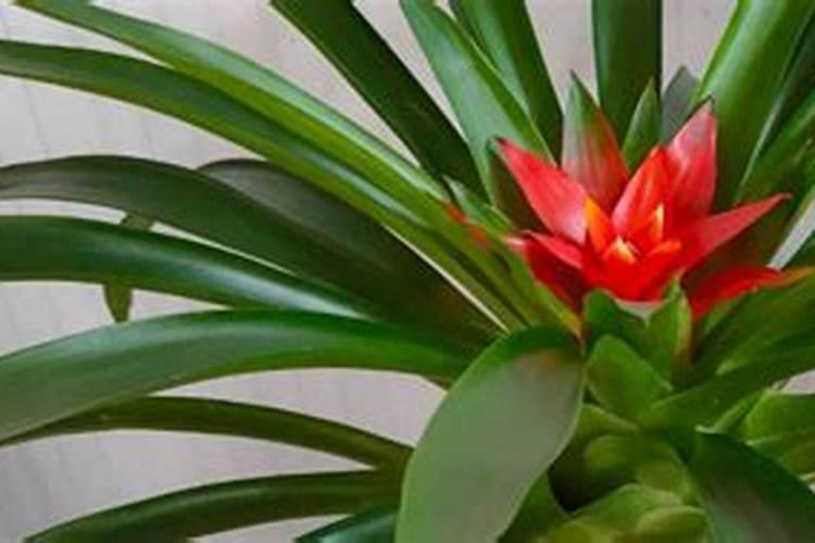 樱花开花前怎么养护