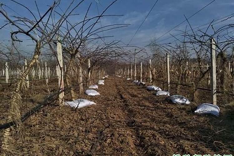 猕猴桃怎样合理施肥？