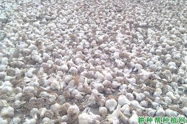 各位老师,大蒜拌种用什么药我我土′我裁::半半亩地的的大大蒜？