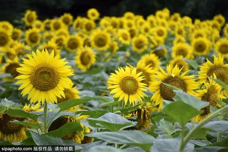 吡虫啉种糖化硼肥片有什么区别