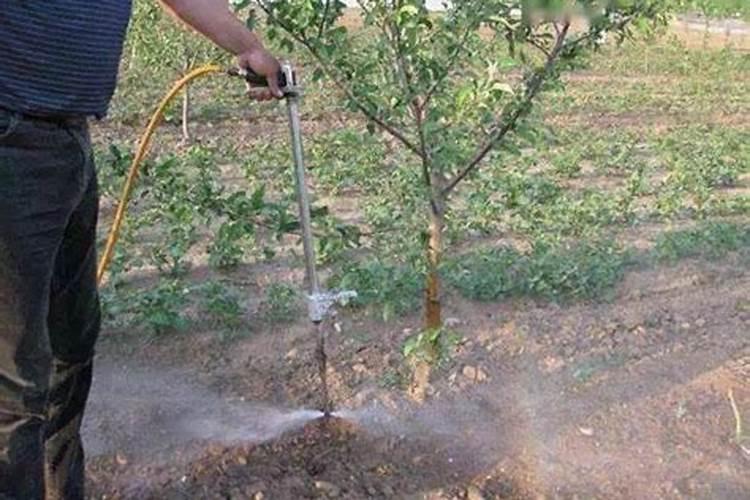 刚换盆的兰花注意事项