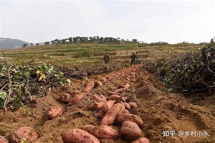 红薯施肥的最佳时间 什么时候追肥好
