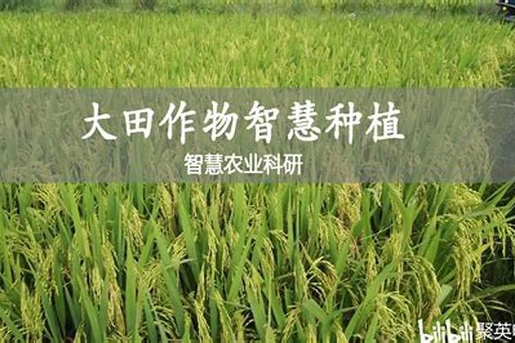 种麦子用什么类型的化肥做底肥好？