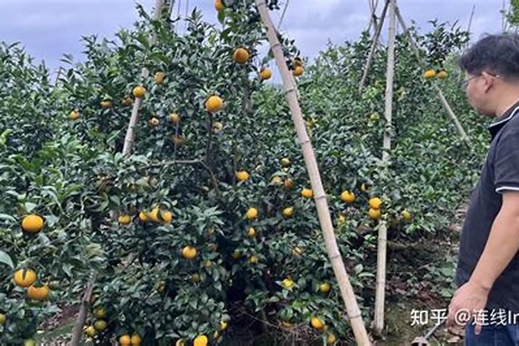 豆虫最后变成了什么,入土几天成蛹(豆虫蛹能吃吗？它可以做成什么美食...