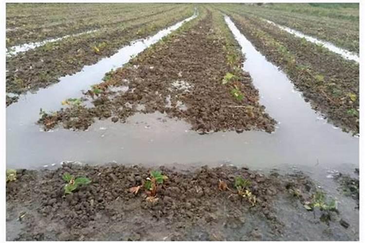 含硼的微肥有利于植物什么作用