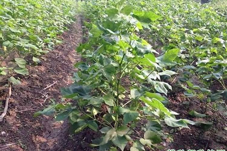 一般化工厂有哪些