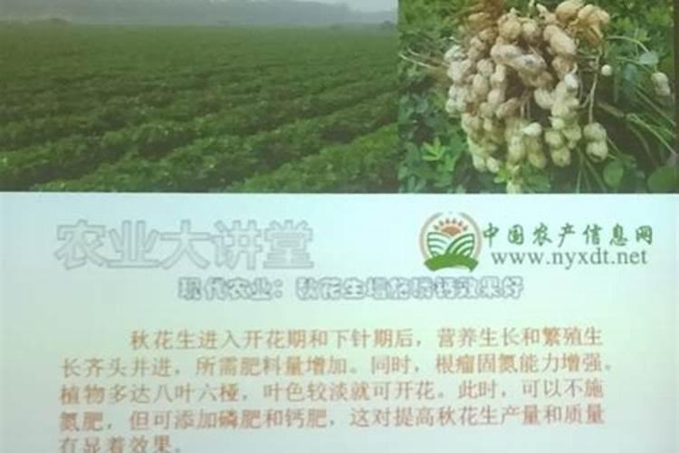 种葱用什么肥料最好