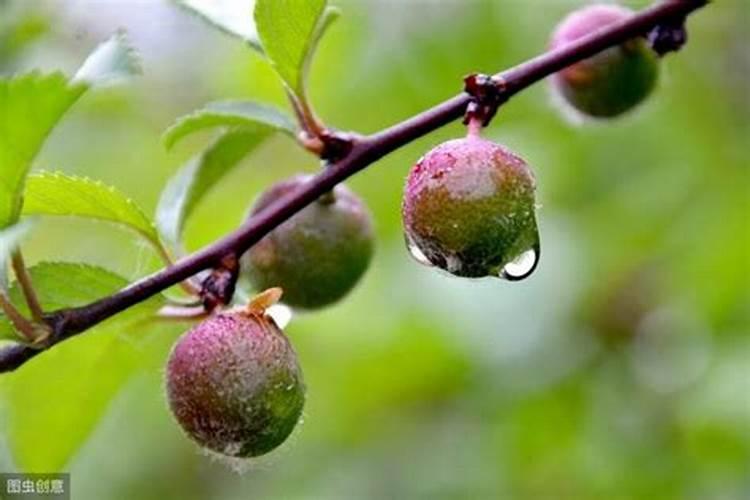 长寿花施肥方法