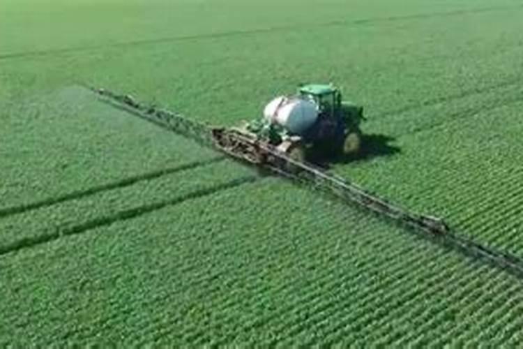 桉树施肥的最佳时间