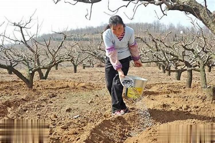 五年经验老农教您:桃树都在什么时间施肥？