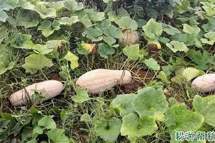 茉莉花浇什么肥料合适