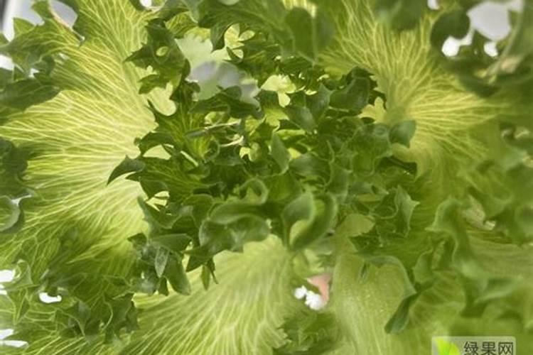 我想问现在叶菜类用什么旪面肥好
