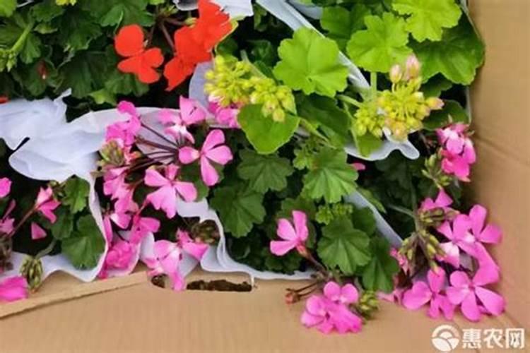 什么天气条件下不宜施用农药？