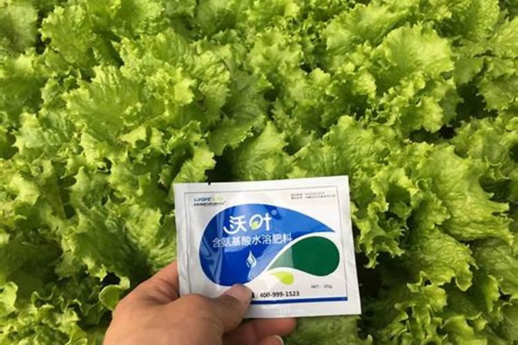 生菜叶片增厚用什么叶面肥